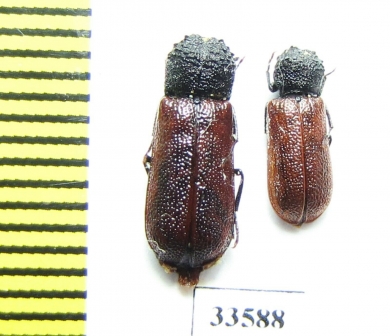 Bostrichus capucinus  Iran, Lorestan prov. - INSECTS-STORE.RU