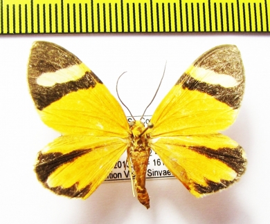 Geometridae sp.  Honduras - INSECTS-STORE.RU