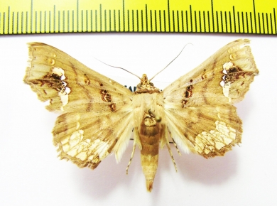 Noctuidae sp.  Malaysia - INSECTS-STORE.RU