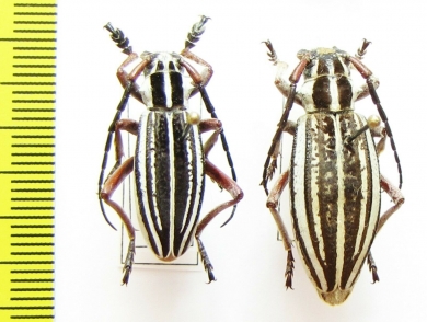 Dorcadion absinthium absinthium, pair  Kazakhstan - INSECTS-STORE.RU