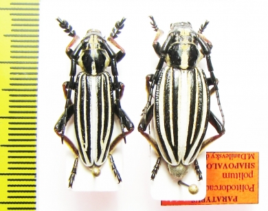 Dorcadion politum shapovalovi, pair  Russia, Orenburg reg.  PARATYPUS - INSECTS-STORE.RU