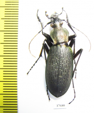 Carabus (Coptolabrus) jankowskii fusanus, male  S.Korea - INSECTS-STORE.RU