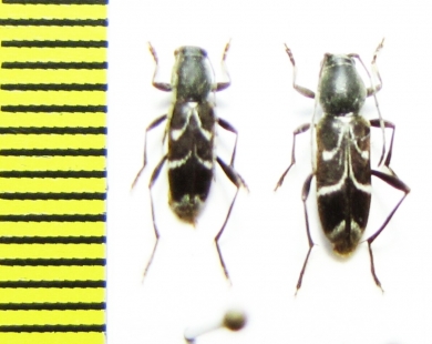 Chlorophorus sartor, pair  Russia, Krasnodar reg. - INSECTS-STORE.RU