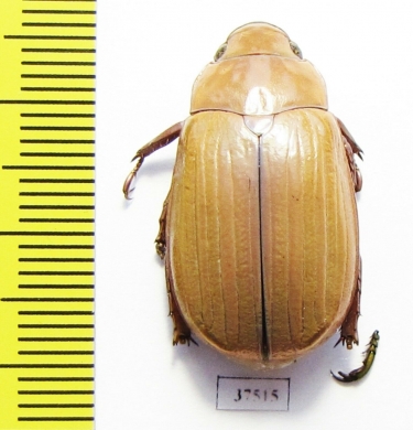 Chrysina sp.  Costa Rica - INSECTS-STORE.RU