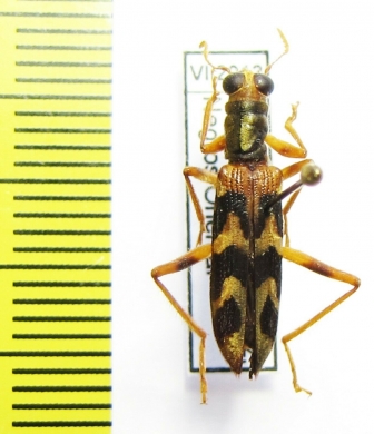 Cleridae sp.  Philippines - INSECTS-STORE.RU