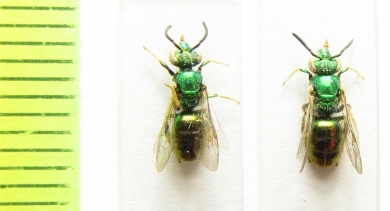 Hymenoptera sp.  Paraguay - INSECTS-STORE.RU