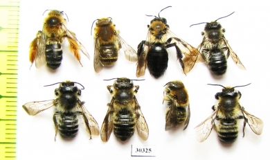 Hymenoptera sp.  Russia, Tver reg. - INSECTS-STORE.RU