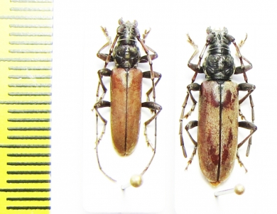 Cerambycidae sp., pair  Malawi - INSECTS-STORE.RU