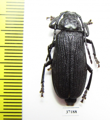 Prioninae sp.  South Africa Rep. - INSECTS-STORE.RU