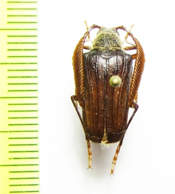 Pogonarthron minutum, male  Iran, Lorestan prov. - INSECTS-STORE.RU