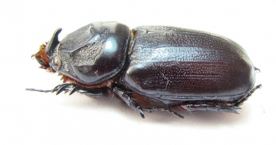 Oryctes rhinoceros  Thailand - INSECTS-STORE.RU