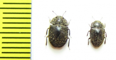 Trachypholis sp.  Philippines - INSECTS-STORE.RU