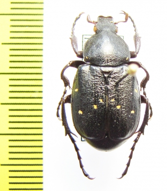 Gnorimus variabilis, male  France - INSECTS-STORE.RU