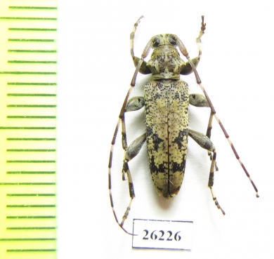 Cerambycidae sp.  Vietnam - INSECTS-STORE.RU