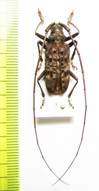 Monochamus alternatus  Laos - INSECTS-STORE.RU