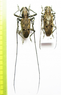 Pelargoderus arouensis, pair  Indonesia, Ceram isl. - INSECTS-STORE.RU