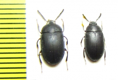 Platydema sp.  India, Indonesia - INSECTS-STORE.RU