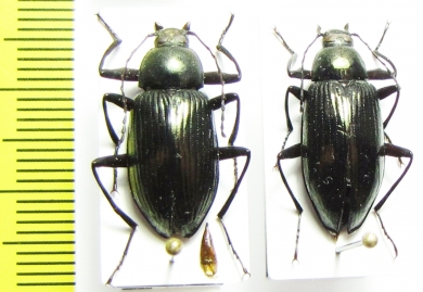 Plesiophthalmus nigrocyaneus aeneus, pair  Japan - INSECTS-STORE.RU