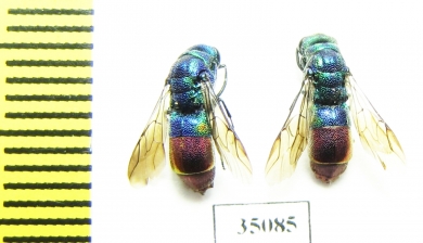 Chrysididae sp.  Russia, Tver reg. - INSECTS-STORE.RU