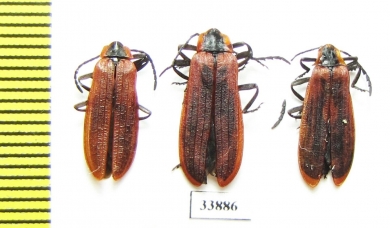 Lycidae sp.  Russia, Far East - INSECTS-STORE.RU