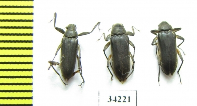 Elmidae sp.  Ethiopia - INSECTS-STORE.RU