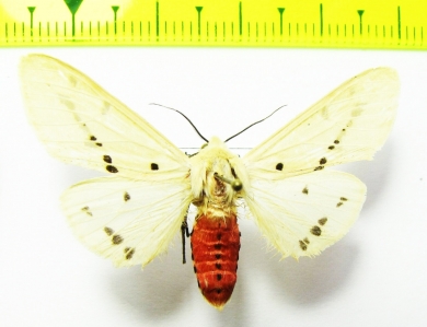 Erebidae sp.  Laos - INSECTS-STORE.RU