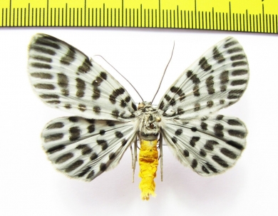 Bracca georgiata  Malaysia - INSECTS-STORE.RU