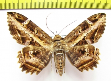 Noctuidae sp.  Bolivia - INSECTS-STORE.RU
