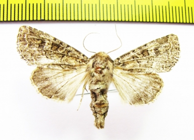 Conisania arida  Russia, Altai reg. - INSECTS-STORE.RU