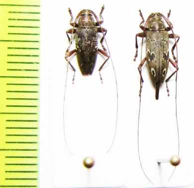 Nyssodrysternum serpentinum, N.propinquum  Peru - INSECTS-STORE.RU