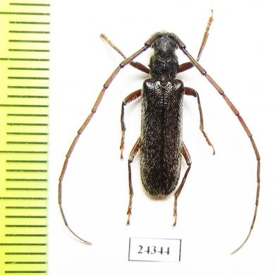 Cerambycidae sp.  Panama - INSECTS-STORE.RU