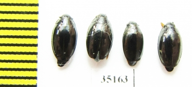 Gyrinidae sp.  Russia, Tver reg. - INSECTS-STORE.RU