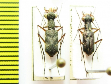 Odontocheila sp.  Peru - INSECTS-STORE.RU