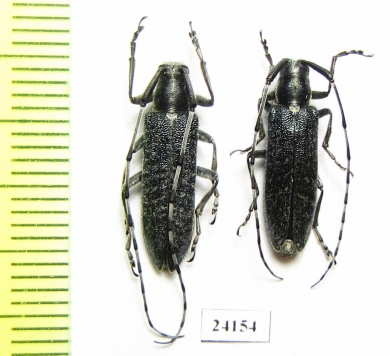 Agapanthia ? turanica, pair  Kazakhstan - INSECTS-STORE.RU