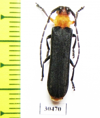 Oberea sp.  China, Sichuan prov. - INSECTS-STORE.RU