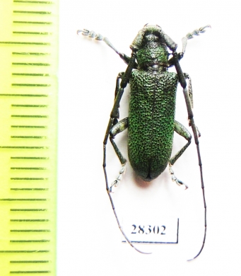 Monochamus guerryi  China, Yunnan prov. - INSECTS-STORE.RU