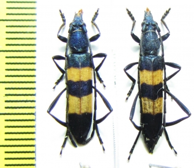 Polyzonus fasciatus  Russia, Far East - INSECTS-STORE.RU