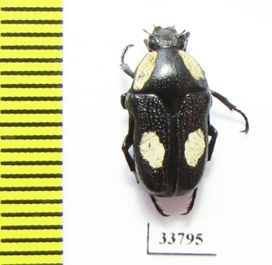 Bisallardiana decorticata  Australia - INSECTS-STORE.RU