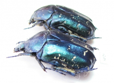 Protaetia caucasica  Armenia - INSECTS-STORE.RU