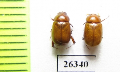 Melolonthinae sp.  Oman - INSECTS-STORE.RU