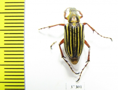 Macrodactylini sp.  Ecuador - INSECTS-STORE.RU