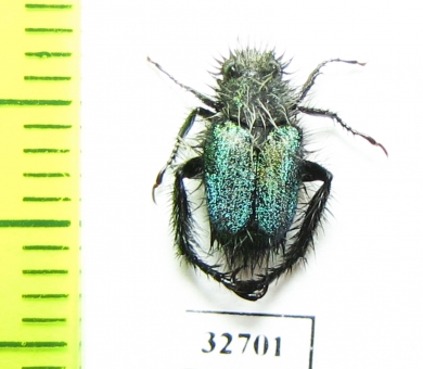 Hopliini sp.  South Africa Rep. - INSECTS-STORE.RU