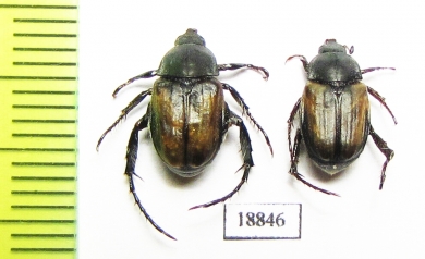 Anisoplia deserticola, pair  Russia, Astrakhan reg. - INSECTS-STORE.RU