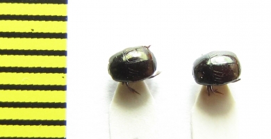 Hypocaccus rugifrons subtilis  Russia, Crimea - INSECTS-STORE.RU