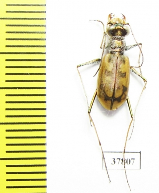 Cephalota elegans v. volgensis  Russia, Astrakhan reg. - INSECTS-STORE.RU