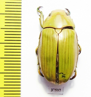 Chrysina sp.  Costa Rica - INSECTS-STORE.RU