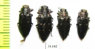 Chrysobothris affinis, pair  Russia, Kaluga reg. - INSECTS-STORE.RU