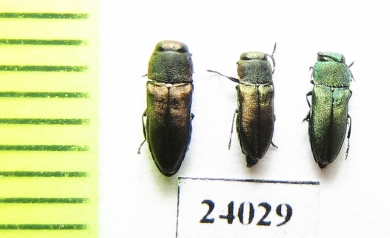 Anthaxia sp.  Turkey - INSECTS-STORE.RU