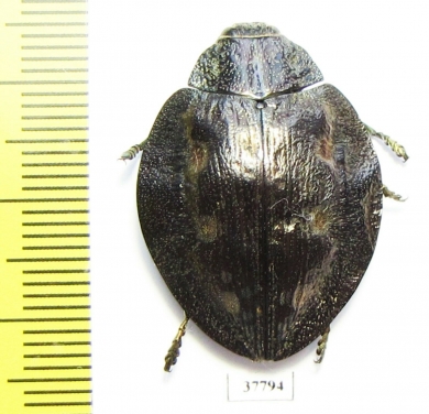 Polybothris sparsula  Madagascar - INSECTS-STORE.RU