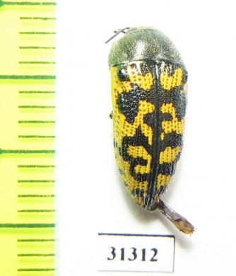 Acmaeodera auritincta  USA - INSECTS-STORE.RU